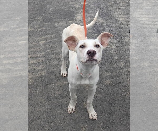 Medium Photo #6 American Pit Bull Terrier-Unknown Mix Puppy For Sale in Germantown, OH, USA