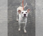 Small #5 American Pit Bull Terrier Mix