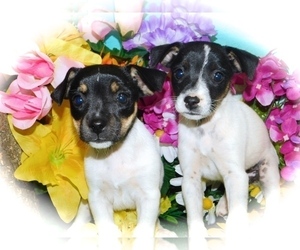 Australian Cattle Dog-Rat Terrier Mix Puppy for sale in HAMMOND, IN, USA