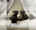 Small Photo #2 French Bulldog Puppy For Sale in OSHKOSH, WI, USA