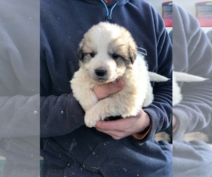 Great Pyrenees Puppy for sale in ASH TWP, MI, USA