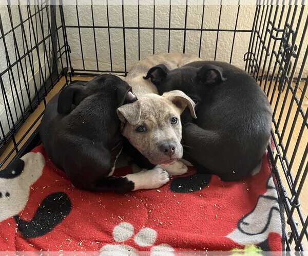 Medium Photo #3 Australian Shepherd-Staffordshire Bull Terrier Mix Puppy For Sale in Davis, CA, USA