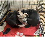 Small #2 Australian Shepherd-Staffordshire Bull Terrier Mix