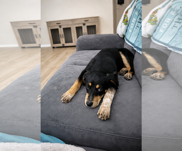 Medium Photo #4 Mutt Puppy For Sale in Sandy, UT, USA