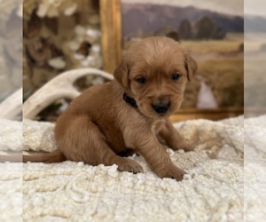 Golden Retriever Puppy for sale in FORDLAND, MO, USA