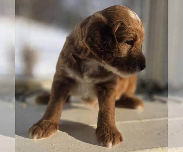 Medium Photo #2 Irish Doodle (Miniature) Puppy For Sale in NEW HOLLAND, PA, USA