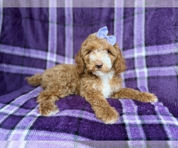 Medium Photo #2 Cock-A-Poo Puppy For Sale in LAKELAND, FL, USA