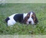 Small Photo #23 Basset Hound Puppy For Sale in ORRVILLE, OH, USA
