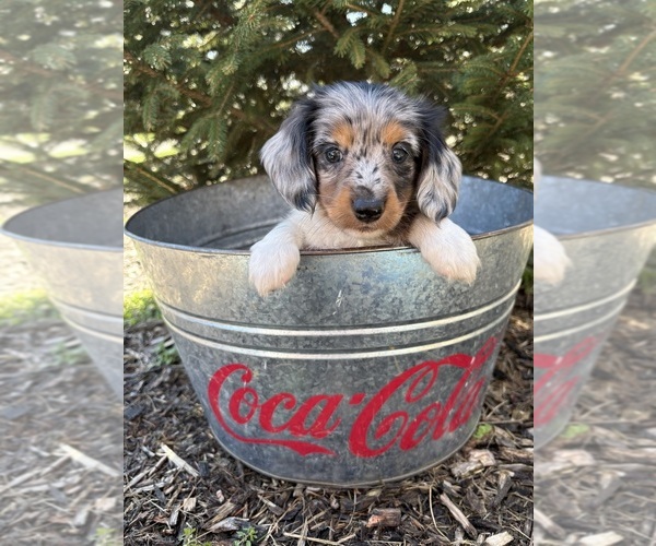 Medium Photo #4 Dachshund Puppy For Sale in MIDDLEBURY, IN, USA