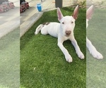 Small Photo #6 Miniature Bull Terrier Puppy For Sale in LOMPOC, CA, USA