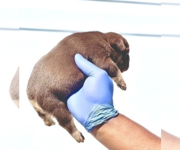 Medium Photo #33 French Bulldog Puppy For Sale in WASHINGTON, DC, USA