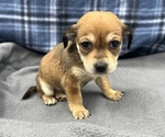 Small #7 Beagle-Chihuahua Mix