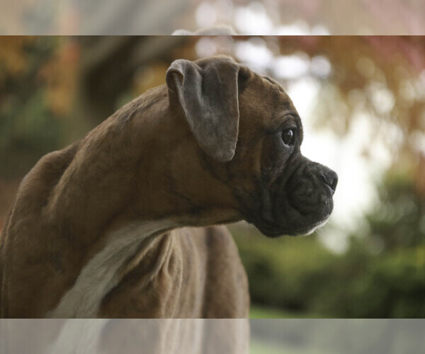 Medium Photo #3 Boxer Puppy For Sale in SHIPSHEWANA, IN, USA