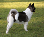 Small Photo #1 Akita Puppy For Sale in STRAFFORD, MO, USA