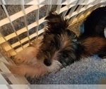 Small Photo #4 Yorkshire Terrier Puppy For Sale in HUDDLESTON, VA, USA