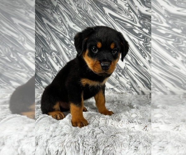 Medium Photo #4 Rottweiler Puppy For Sale in GREENWOOD, IN, USA