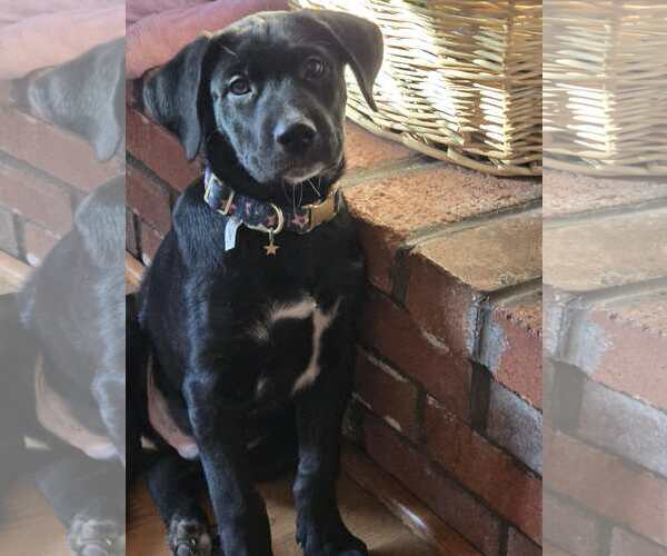 Medium Photo #1 Aussiedor Puppy For Sale in Overland Park, KS, USA