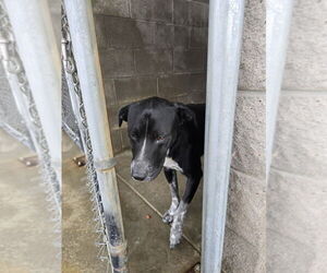 Clack - Male Mutt Dog for Adoption - Photo #4