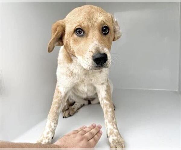 Medium Photo #1 Mutt Puppy For Sale in Houston, TX, USA