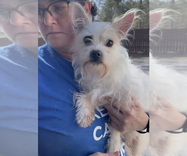 Medium Photo #2 Jack Russell Terrier-Maltese Mix Puppy For Sale in Brewster, NY, USA