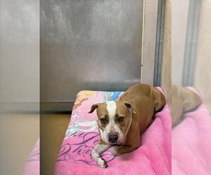 American Pit Bull Terrier Dogs for adoption in Martinez, CA, USA