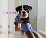 Small Photo #9 English Bulldog Puppy For Sale in CHEYENNE, WY, USA