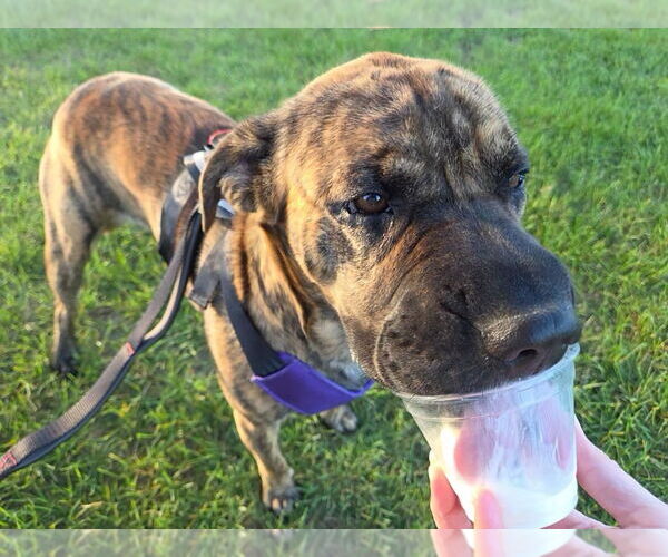 Medium Photo #4 Chow Chow-Unknown Mix Puppy For Sale in Muskegon, MI, USA