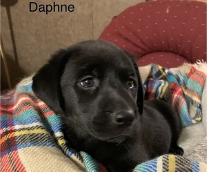 Labrador Retriever Puppy for sale in SPOTSYLVANIA, VA, USA