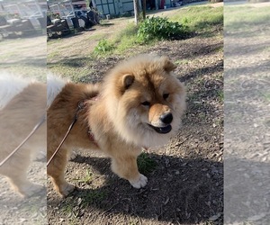 Mother of the Chow Chow puppies born on 02/14/2026