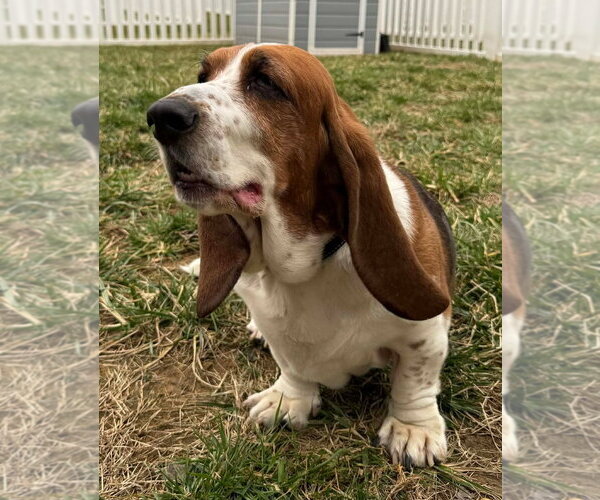 Medium Photo #2 Basset Hound Puppy For Sale in Deepwater, NJ, USA