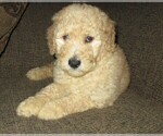 Small Photo #2 Goldendoodle Puppy For Sale in LINCOLN, AL, USA