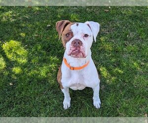 American Bulldog Dogs for adoption in San Clemente, CA, USA