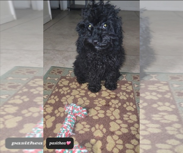 Medium Photo #2 Poodle (Toy) Puppy For Sale in TUCSON, AZ, USA