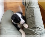 Small Photo #46 Border Collie Puppy For Sale in KANSAS CITY, MO, USA