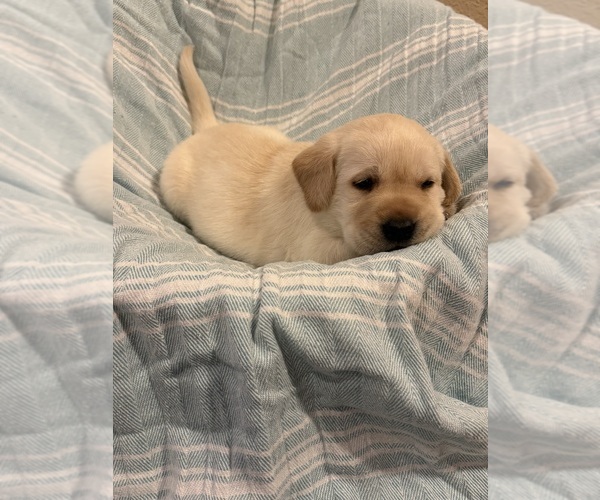 Medium Photo #10 Labrador Retriever Puppy For Sale in LELAND, NC, USA