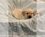 Black female - Female Labrador Retriever Puppy for Sale - Photo #10