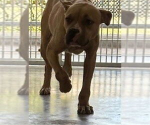 Mutt Dogs for adoption in Sanford, FL, USA