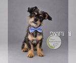 Small #2 Pug Mix