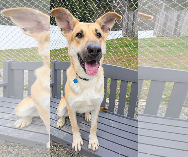 Medium Photo #3 German Shepherd Dog-Unknown Mix Puppy For Sale in Rockaway, NJ, USA