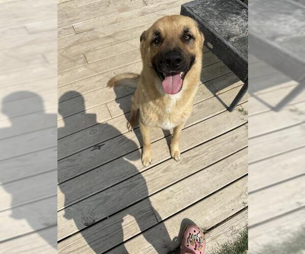 Medium Photo #3 German Shepherd Dog Puppy For Sale in San Antonio, TX, USA