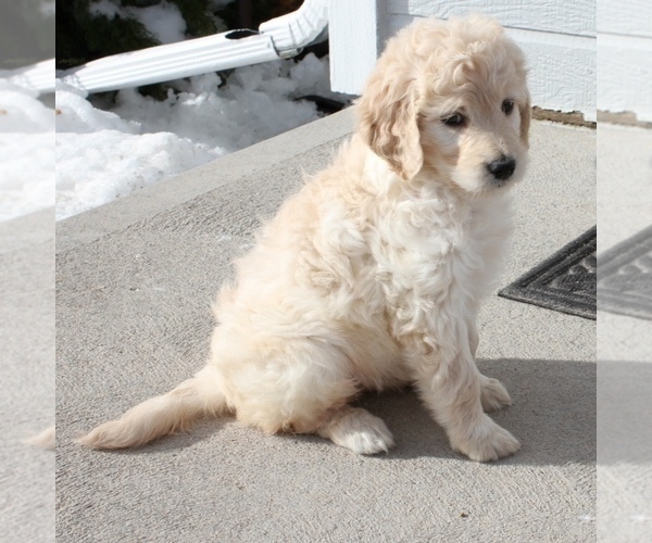 Medium Photo #2 Goldendoodle Puppy For Sale in PARKER, CO, USA