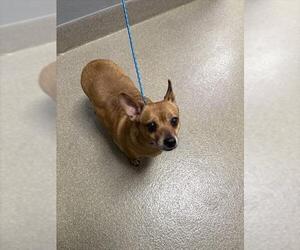 Chihuahua-Unknown Mix Dogs for adoption in Las Vegas, NV, USA