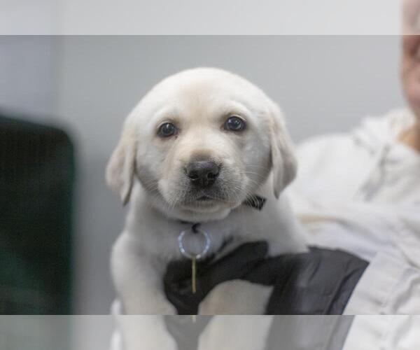 Medium Photo #1 Great Pyrenees-Unknown Mix Puppy For Sale in Mountain Home, AR, USA