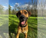 Small #6 Great Dane Mix