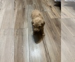 Small Photo #16 Goldendoodle Puppy For Sale in LASCASSAS, TN, USA