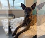 Small #4 Plott Hound Mix