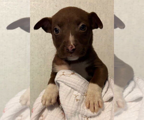 Medium Photo #1 American Pit Bull Terrier-Labrador Retriever Mix Puppy For Sale in Clarkston, MI, USA