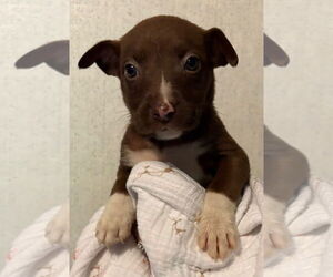 American Pit Bull Terrier-Labrador Retriever Mix Dogs for adoption in Clarkston, MI, USA