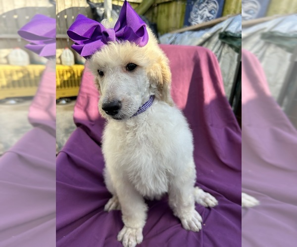 Medium Photo #4 Poodle (Standard) Puppy For Sale in GREENSBORO, NC, USA