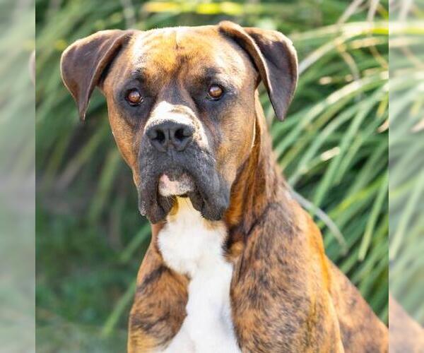 Medium Photo #1 Boxer-Unknown Mix Puppy For Sale in Camarillo, CA, USA